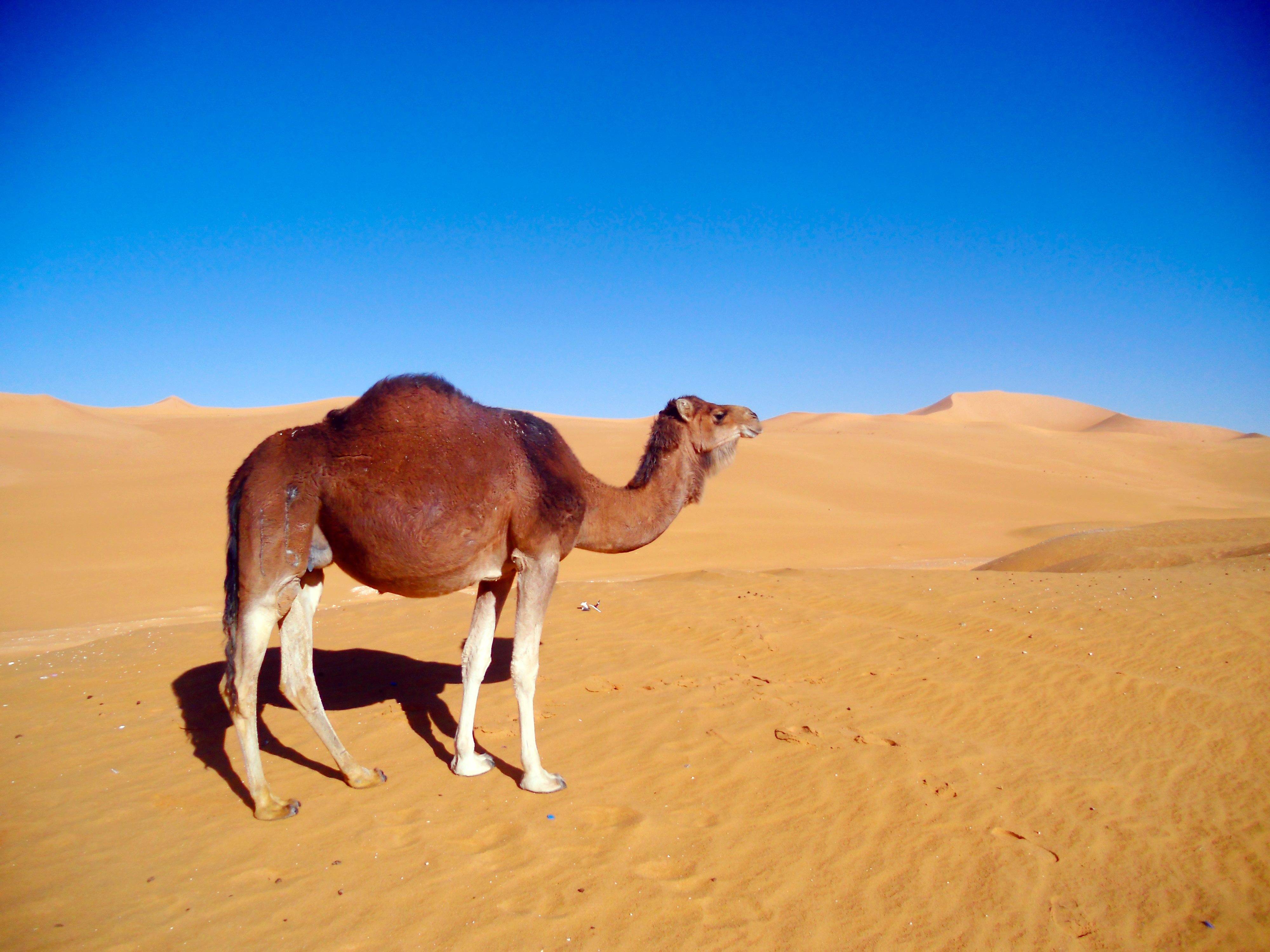 包含阿尔及利亚队雄起挑战,欧锦赛资格赛期盼风光的词条 包含阿尔及利亚队雄起挑战,欧锦赛资格赛期盼风光的词条